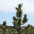 Near the old house, a bird lands atop a joshua tree