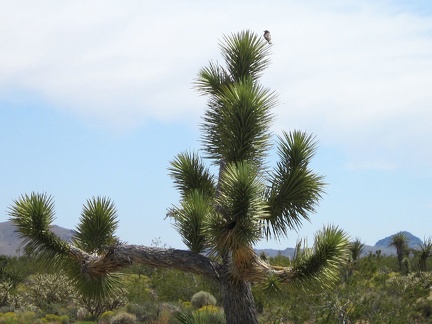 Near the old house, a bird lands atop a joshua tree