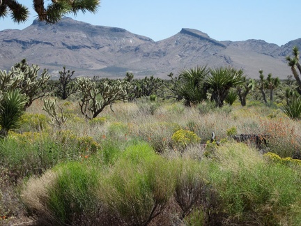 I can zoom in for good views of the Hackberry Mountains while riding Cedar Canyon Road