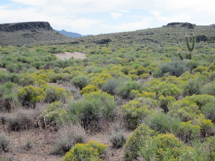 In this part of Lanfair Valley right now are some wide expanses of small yellow flowers