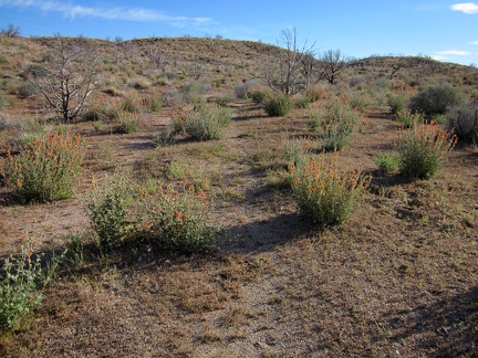 As I climb the gentle hill, I reach a part of the shortcut road with far fewer tire tracks