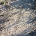 Hey, a fresh bicycle track on the shortcut road, and it isn't mine!