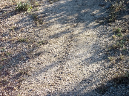 Hey, a fresh bicycle track on the shortcut road, and it isn't mine!