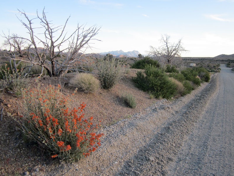  I make it up to the crest of Wild Horse Canyon Road and a few orange desert-mallow flowers say "hello"