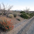  I make it up to the crest of Wild Horse Canyon Road and a few orange desert-mallow flowers say "hello"
