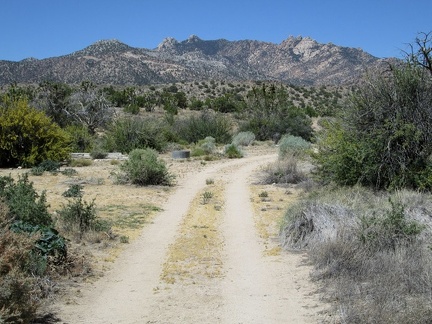 When I reach the road to Lecyr Spring, I turn and hike up that way, with the New York Mountains peaks in the background