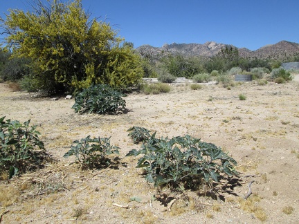 I arrive at the dry Lecyr Well site, with low-growing daturas in the foreground, Mojave National Preserve