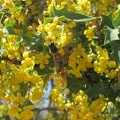 These flowering mahonia (berberis) bushes are noisy at this time of year, attracting lots of buzzing bees