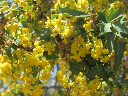 These flowering mahonia (berberis) bushes are noisy at this time of year, attracting lots of buzzing bees