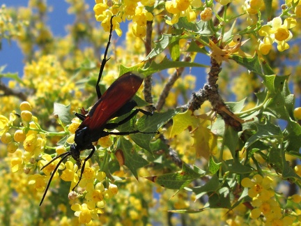 It's not just bees making noise: these mahonia (berberis) flowers also attract many large orange wasp-like insects