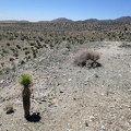 A few Joshua trees are starting to grow atop the tailings pile at Trio Mine
