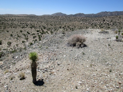 A few Joshua trees are starting to grow atop the tailings pile at Trio Mine