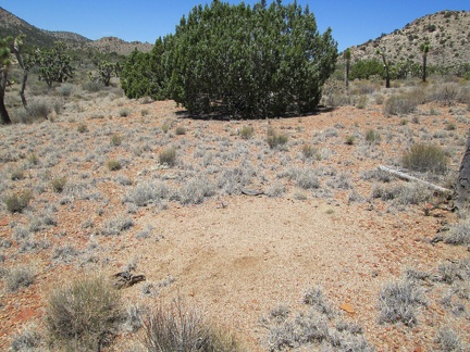 A barren patch of earth catches my interest as I walk past