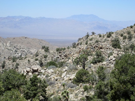 The views down Lecyr Canyon toward Ivanpah Valley are quite nice, with the Ivanpah and Clark Mountains in the background