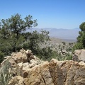 Pinon pines, low banana yuccas and junipers grow in this area overlooking the Ivanpah Valley