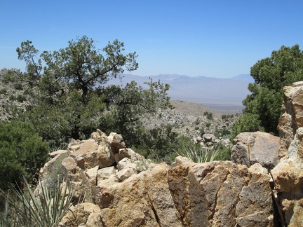 Pinon pines, low banana yuccas and junipers grow in this area overlooking the Ivanpah Valley