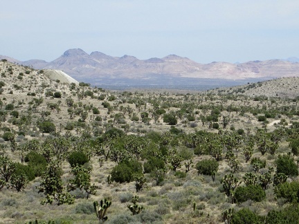 I'm just high enough now to have an expansive view across upper Lanfair Valley to the Castle Mountains