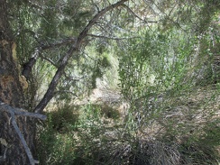 I push through a few baccharis bushes, enjoying the shade of a pinyon pine, on my way to Lecyr Spring