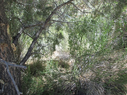 I push through a few baccharis bushes, enjoying the shade of a pinyon pine, on my way to Lecyr Spring