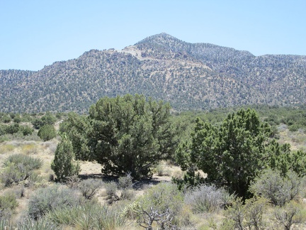 While walking across the plain between Lecyr Spring and Keystone Canyon, I take a break under one of the big juniper trees