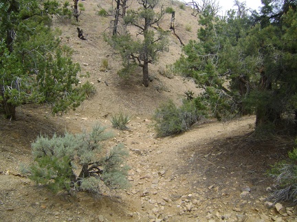 I follow a sometimes-shady drainage that leads northwest down the hill from my campsite