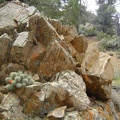 Some cactus, and a few other flowers, are still blooming in the relative shelter of this area