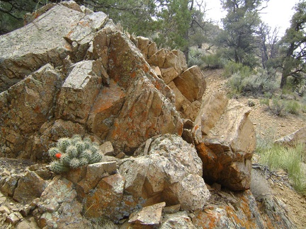 Some cactus, and a few other flowers, are still blooming in the relative shelter of this area