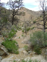 The drainage &quot;trail&quot; will end just ahead at the base of the small mountain