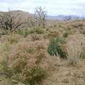 A patch of fluffy pink seed heads greets me as I approach Eagle Rocks wash