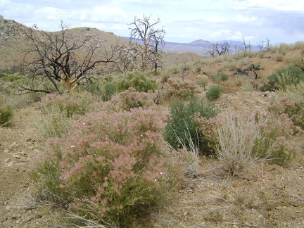 A patch of fluffy pink seed heads greets me as I approach Eagle Rocks wash