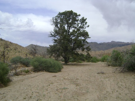 A tall, lone pinon pine grows in Eagle Rocks wash