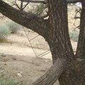 A BBQ grate hangs from that lone pinon pine in the wash