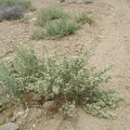 On my way down the wash, my nose keeps picking up a highly aromatic scent that isn't sagebrush