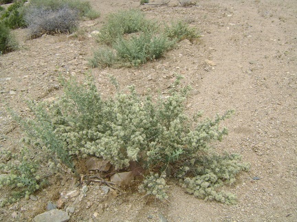 On my way down the wash, my nose keeps picking up a highly aromatic scent that isn't sagebrush