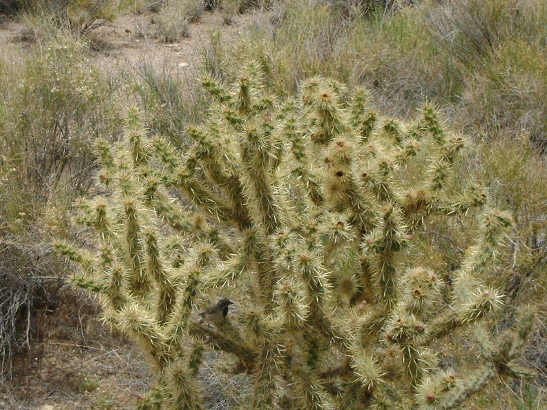 03091-bird-in-cactus.jpg