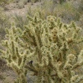 A bird flies past and lands in this cholla cactus