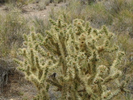 A bird flies past and lands in this cholla cactus