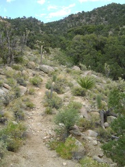 After checking my maps, I realize that I'm not quite at Mojave National Preserve's Live Oak Spring