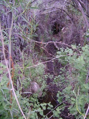 I look into the brush at which the wilderness camera points and discover a dribble of water on the ground