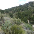 OK, I've checked out Live Oak Spring; now I'm going to try walking over the hills toward Mid Hills campground