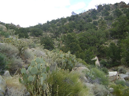 OK, I've checked out Live Oak Spring; now I'm going to try walking over the hills toward Mid Hills campground