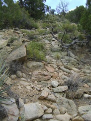 Climbing up the hill above Live Oak Spring turns out to be not so difficult