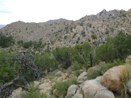 Gaining height in the Mid Hills, I look northeast toward the hills that host Cabin Springs