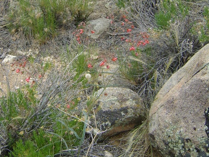 I'm not sure what these red flowers are, but they look like something that hummingbirds would be happy with