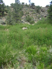 I pass through a green area with low shrubbery