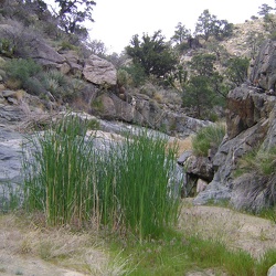 Day 8: Live Oak Spring hike from Mid Hills campground, Mojave National Preserve