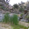 A patch of grasses grows in a muddy spot in Seep Canyon like the ones at "real," identified springs