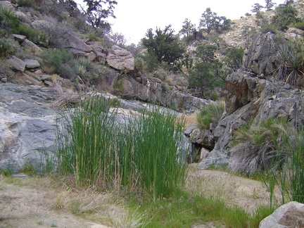 A patch of grasses grows in a muddy spot in Seep Canyon like the ones at &quot;real,&quot; identified springs