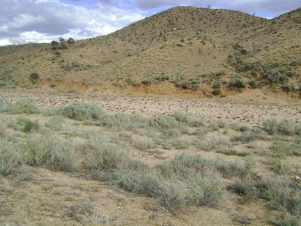 I walk across Cedar Canyon Road, then Cedar Wash, then climb up the hill on a trail-less route back to Mid Hills campground