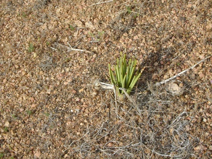 A joshua tree sprouts in the heavily burned hills south of Cedar Canyon Road